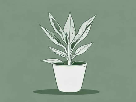 Photo of free sansevieria plant (islington N1) #1