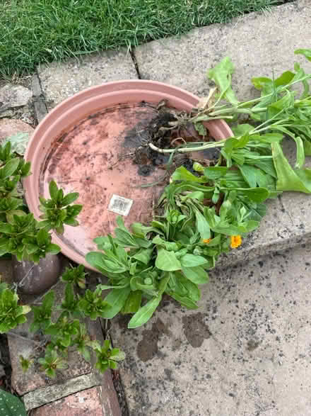 Photo of free More Calendula plants (Welling DA16) #2