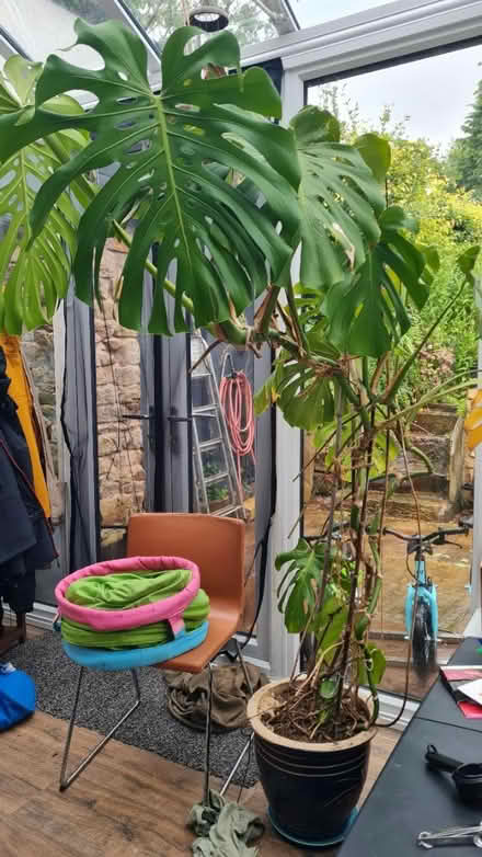 Photo of free Monstera plant (Lancaster freehold) #2