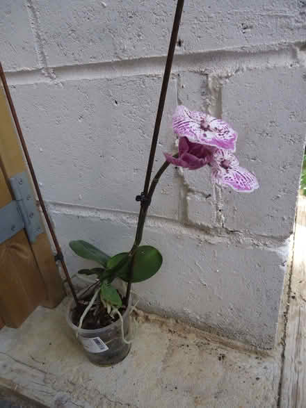 Photo of free Orchid in pot (Willingdon BN20) #1