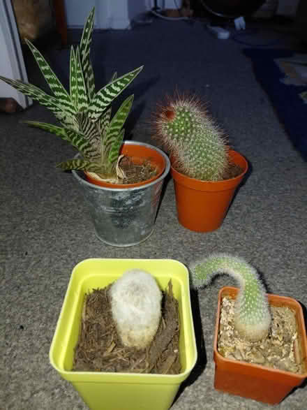 Photo of free Aloe vera and cactus 🌵 plants (RG41) #2