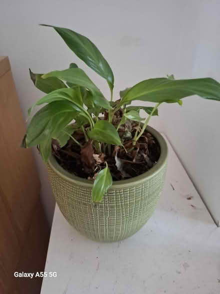 Photo of free 2 house plants (Hanworth TW13) #2