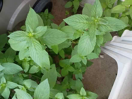 Photo of free Mint to pick or transplant (South Keys) #1