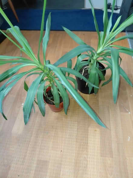 Photo of free Yucca plants (RG41) #1