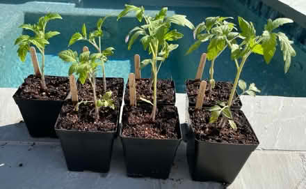 Photo of free Organic Tomato Seedlings in WINDER (Winder, GA) #1