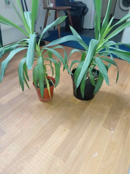 Photo of free Yucca plants (RG41) #2