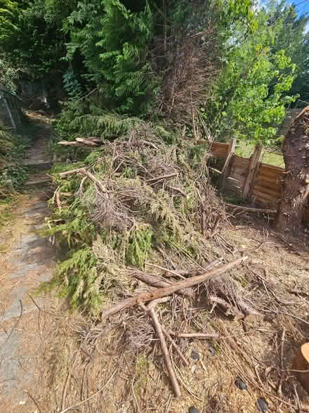 Photo of free Logs, tree branches (Bevendean BN2) #3