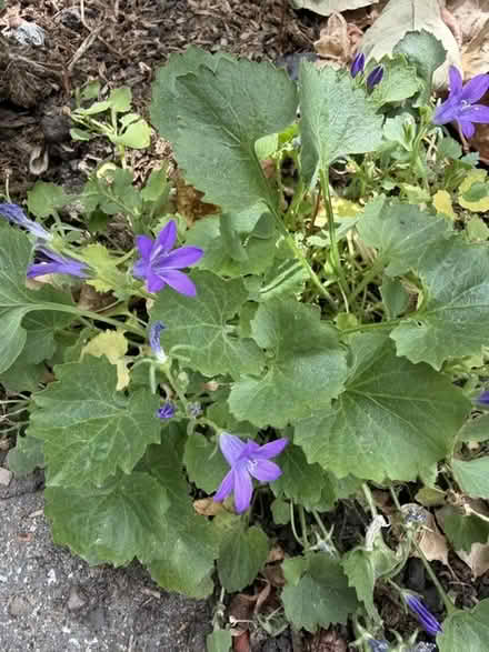Photo of free purple campanula (Woking GU21) #1