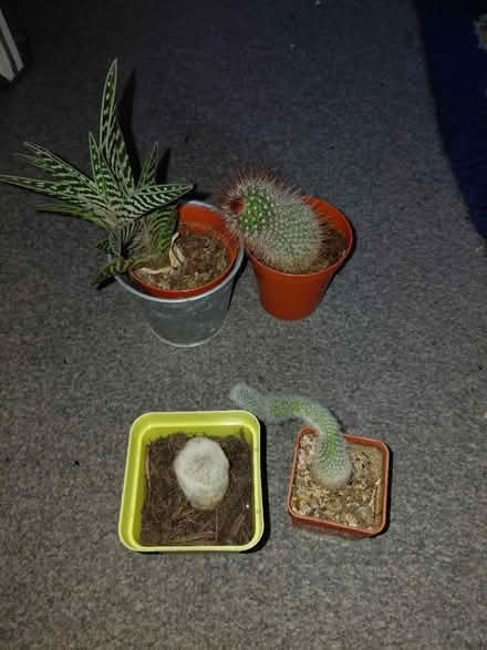 Photo of free Aloe vera and cactus 🌵 plants (RG41) #1