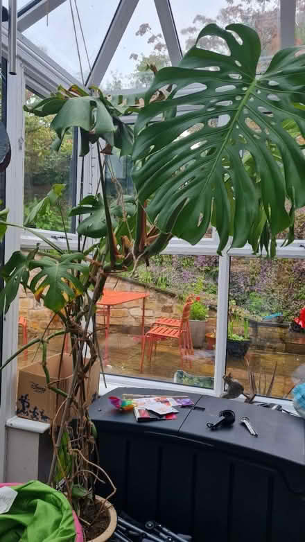 Photo of free Monstera plant (Lancaster freehold) #1