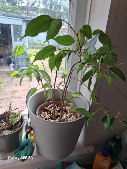 Photo of free 2 house plants (Hanworth TW13) #1