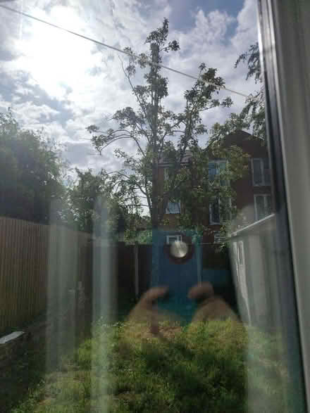Photo of free Pear tree (L17) #1