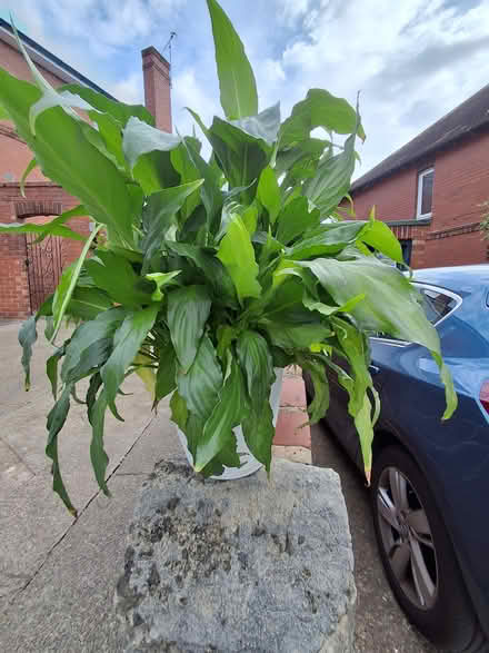 Photo of free Peace Lily (Hunter's Bar, S11) #1