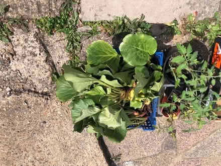 Photo of free bergenia Plants (By Oakleigh Park station EN4) #1
