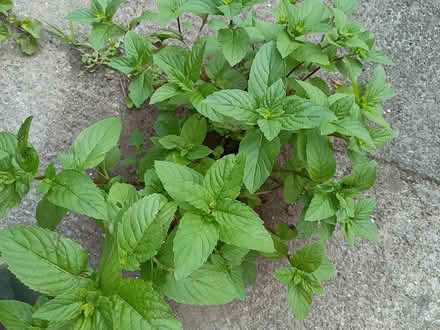 Photo of free Mint to pick or transplant (South Keys) #2