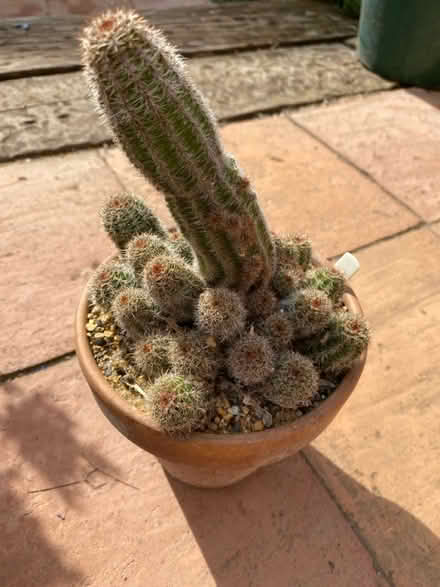 Photo of free Cactus (NR2) #1