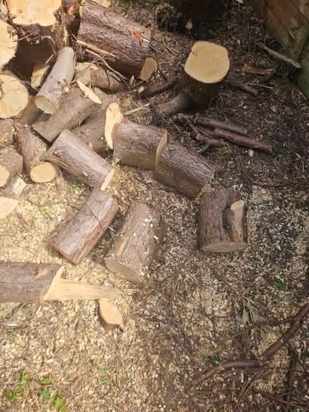 Photo of free Logs, tree branches (Bevendean BN2) #2