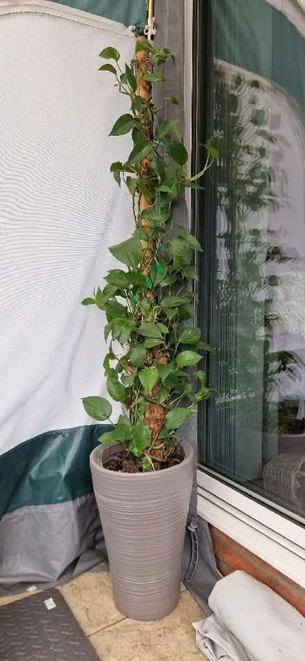 Photo of free Pothos plant (New Town CO4) #1