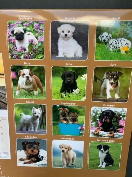 Photo of free Small posters of puppies from a calendar (Norton Lees S8) #1