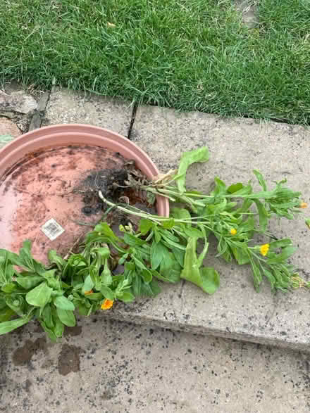 Photo of free More Calendula plants (Welling DA16) #1