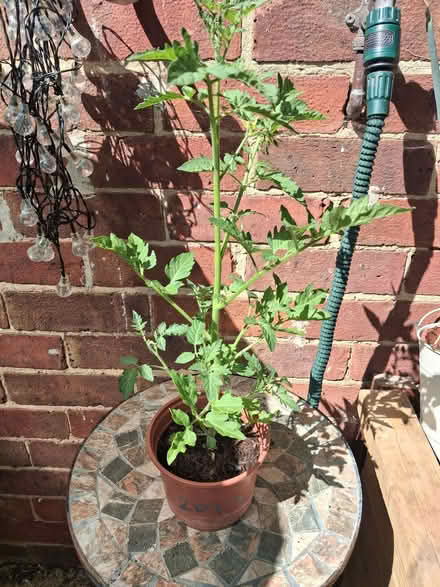 Photo of free Tomato plants (Debden IG10) #1