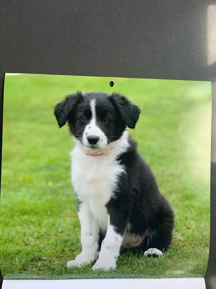 Photo of free Small posters of puppies from a calendar (Norton Lees S8) #2