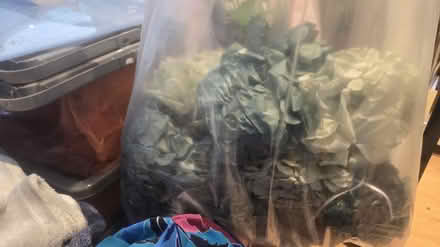 Photo of free Large bag of tissue paper pom poms (Basildon SS13) #3