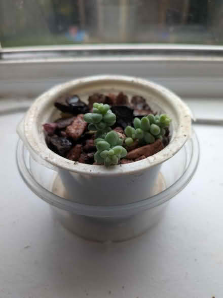 Photo of free Burrows tail plant (Shippon OX13) #1