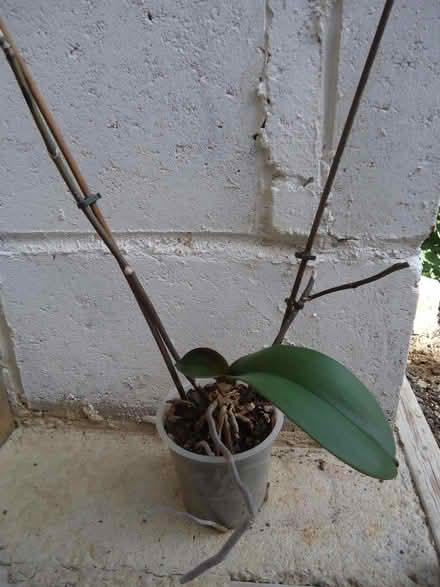Photo of free Orchid in pot. (Willingdon BN20) #1