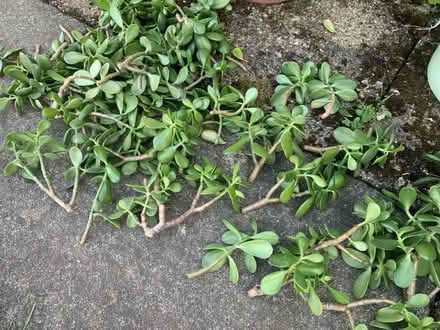 Photo of free Money Plant (Jade Plant) cuttings (Ugley - CM22) #1