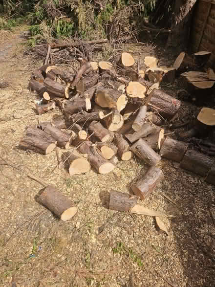 Photo of free Logs, tree branches (Bevendean BN2) #1