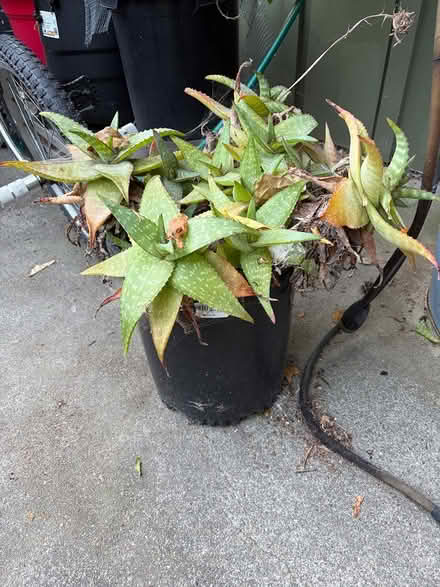 Photo of free Plant (Emeryville) #1