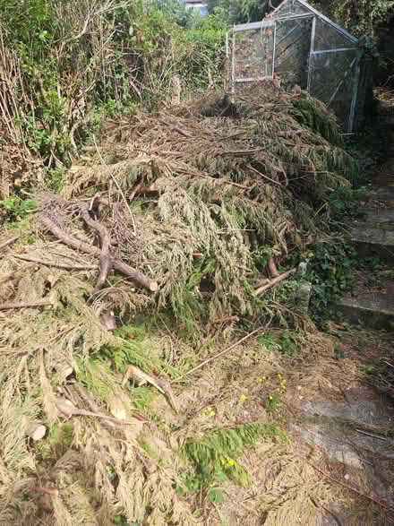 Photo of free Logs, tree branches (Bevendean BN2) #4