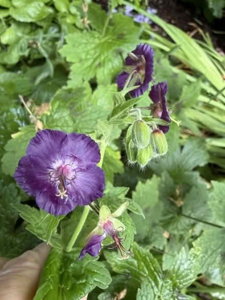Photo of free purple geranium (Woking GU21) #1