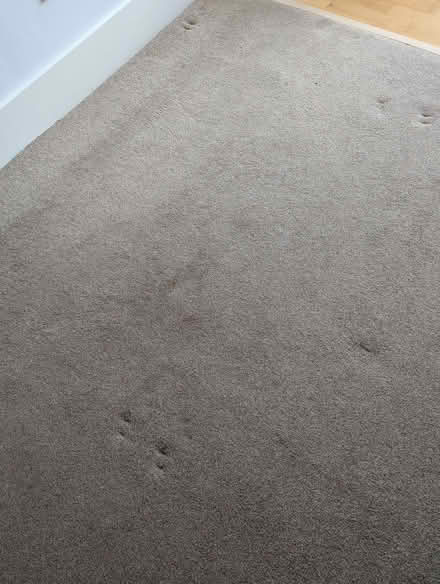 Photo of free Beige carpet 2400 x 2750 cm and underlay (Headington OX3) #3