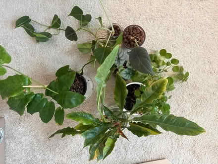 Photo of free indoor plants/cuttings (Pleasant hill) #1