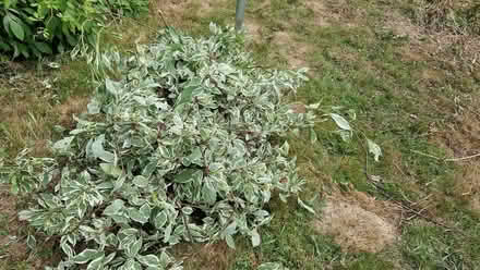 Photo of free Calling flower arrangers. I've just cut this bush back. (Hailsham BN27) #1