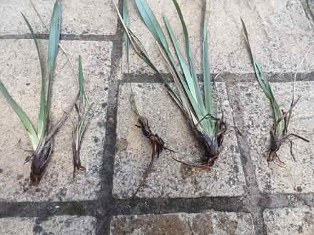 Photo of free Young plants (University of Bath BA2) #1