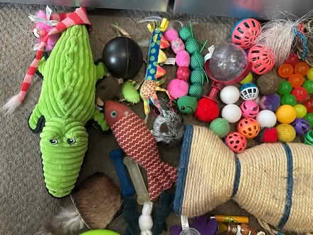 Photo of free Large bundle of cat toys (Chorley PR6) #4
