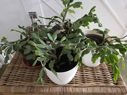 Photo of free Christmas cactus x4 (KT22 Leatherhead) #1