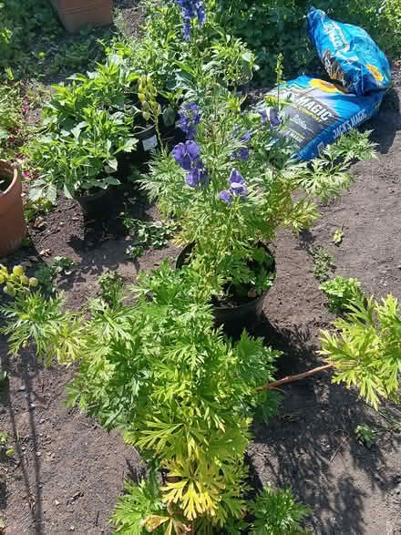 Photo of free Purple Monkshood Plants x 3 (Ticknall DE73) #2
