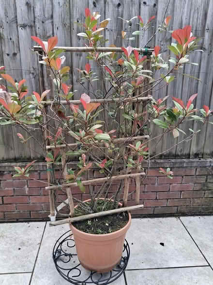 Photo of free Shrub (Llanyre) #1
