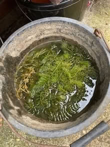 Photo of free Pond Weed (Farlington PO6) #1