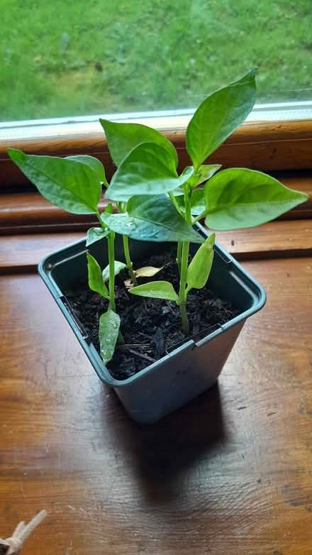 Photo of free Capsicum (sweet pepper) plants (Hereford HR1 4) #1