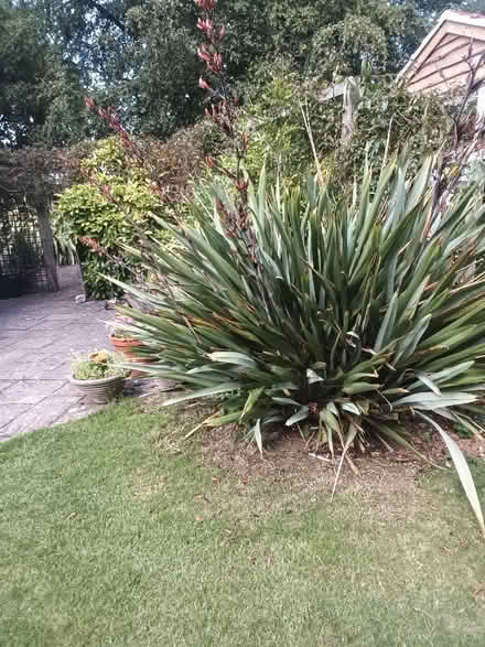 Photo of free Young plants (University of Bath BA2) #4