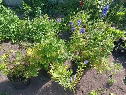 Photo of free Purple Monkshood Plants x 3 (Ticknall DE73) #3