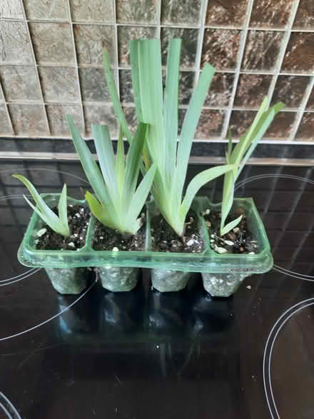 Photo of free Four Seedlings Sisyrinchium (Morden SM4) #1