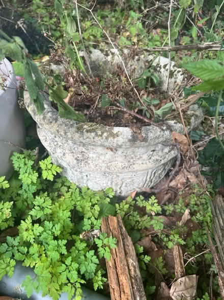 Photo of free Plant pots large x 3 (Southborough) #2