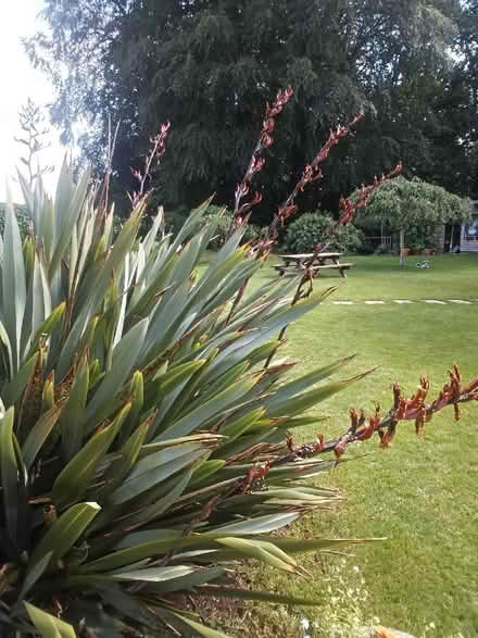 Photo of free Young plants (University of Bath BA2) #3