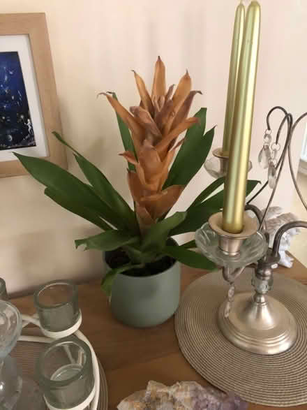 Photo of free House plants (North Bretton PE3) #1